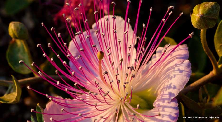 xl_11029_caper-finedininglovers-TP