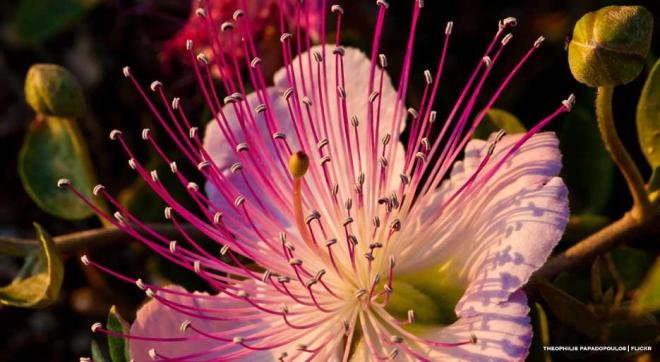 xl_11029_caper-finedininglovers-TP