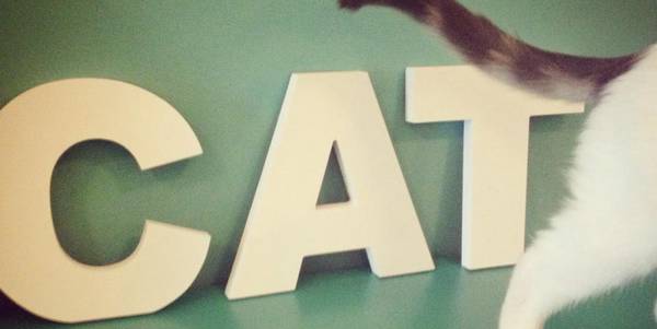 crazy_cat_milano_cafe_cover