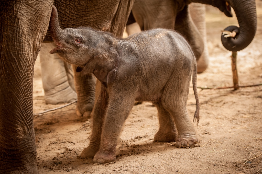 baby-olifant-qiyo-planckendael-jonas-verhulst2
