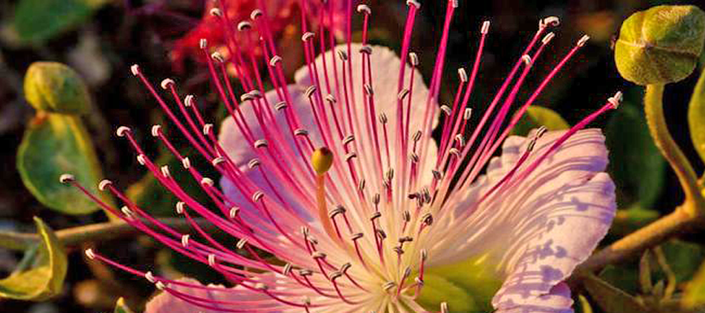 Cooking With Salina Capers, Italy’s Little&nbsp;Gems.